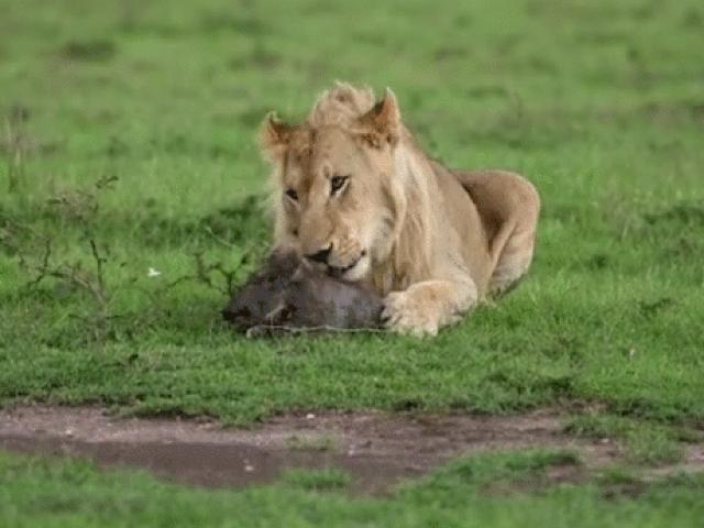 Media - Clip: Lạ lùng cảnh tượng sư tử đực âu yếm lợn rừng con