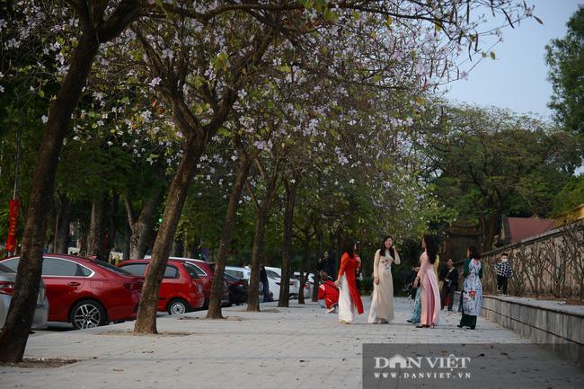 Hà Nội: Hoa ban nở rộ, giới trẻ đua nhau "khoe sắc" trên phố Bắc Sơn, Hoàng Diệu - 2
