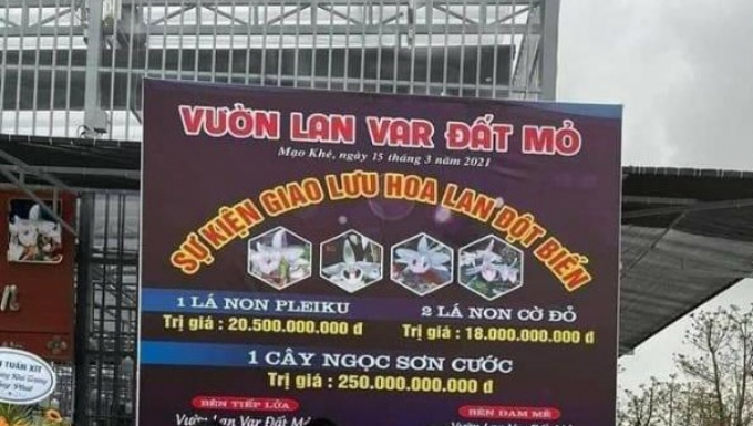 Một vườn lan đột biến có giao dịch "khủng" tại Quảng Ninh.