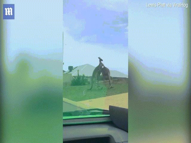 Phi thường - kỳ quặc - Video: Khoảnh khắc hai con Kangaroo "chiến nhau" như phim hành động