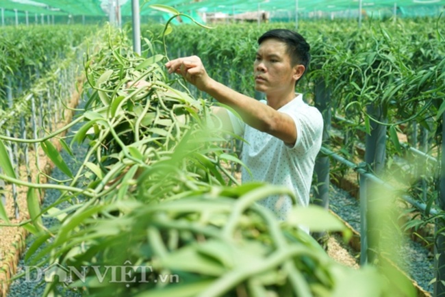 Cây vani mang lại giá trị kinh tế cao. Đây là&nbsp;hương liệu không thể thiếu trong ngành chế biến thực phẩm, đặc biệt là trong sản xuất các loại bánh kẹo.
