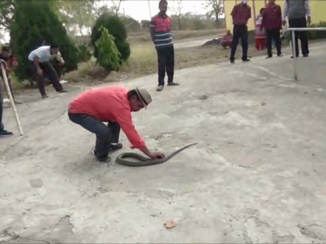 Media - Người đàn ông dùng tay không tóm gọn rắn hổ mang "khủng"