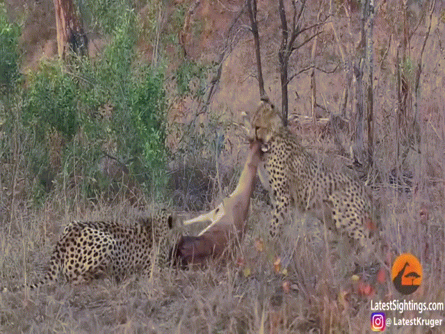 Video: Vừa bắt được linh dương Impala, cặp đôi báo săn bất ngờ bỏ chạy "trối chết", kẻ thứ ba bí ẩn là ai?