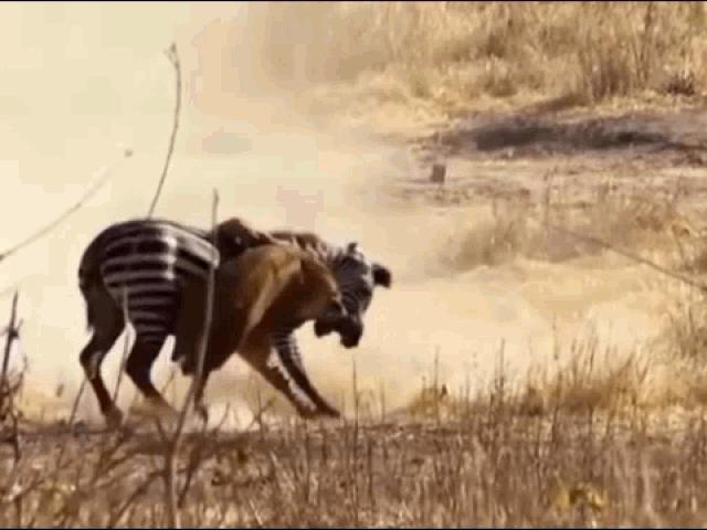 Media - Ngựa vằn bất kham vùng lên hành sư tử "thừa sống thiếu chết"