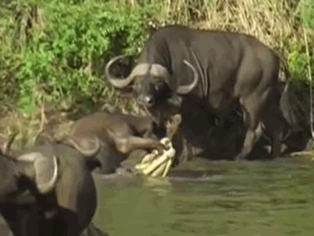 Media - Trâu rừng kéo đến uy hiếp cá sấu để cướp lại con non và cái kết