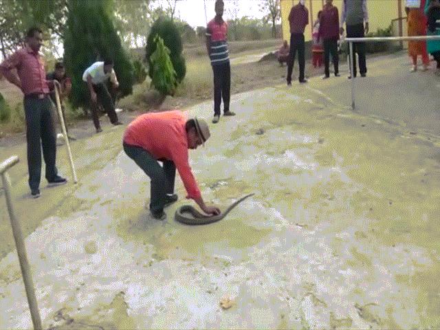 Phi thường - kỳ quặc - Video: "Lạnh sống lưng" cảnh người đàn ông dùng tay không tóm rắn hổ mang