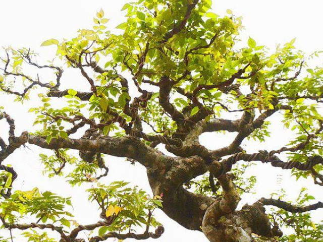 Thị trường - Tiêu dùng - Chiêm ngưỡng cây khế cổ dáng "khủng", đại gia trả 6 tỷ chủ nhân "kiêu" không bán