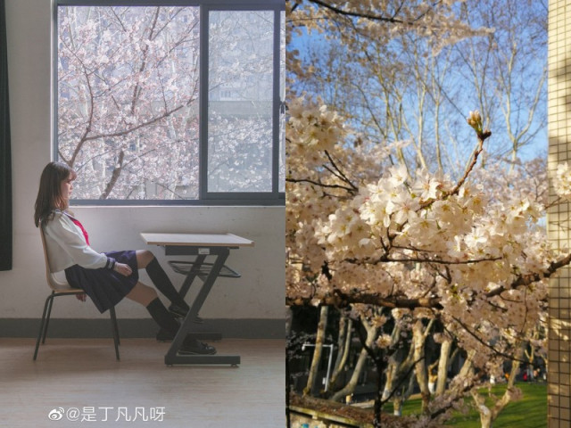 Du lịch - “Lớp học hoa anh đào” đẹp như phim trường hot nhất mạng xã hội