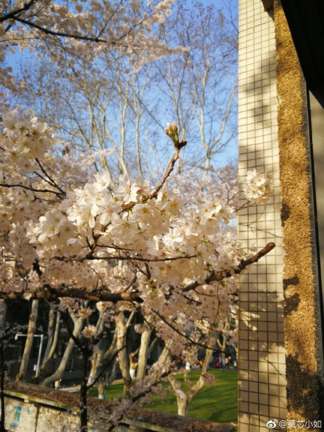 Những đóa hoa rực rỡ trong nắng vàng - Ảnh: Weibo MoXinXiaoru 