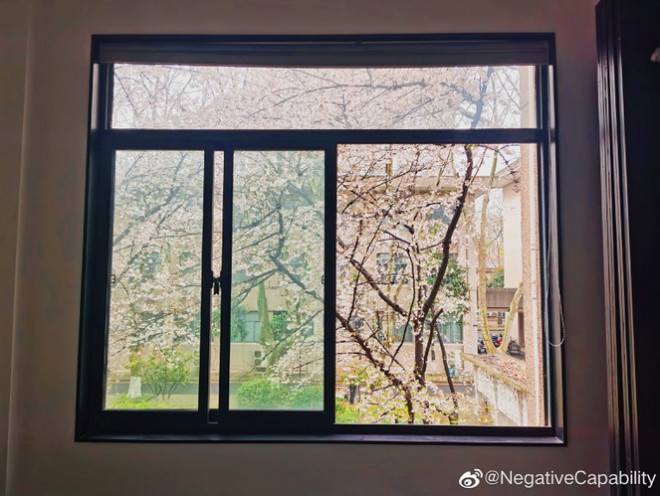 Những "lớp học hoa anh đào" - Ảnh: Weibo NegativeCapability, MoXinXiaoru