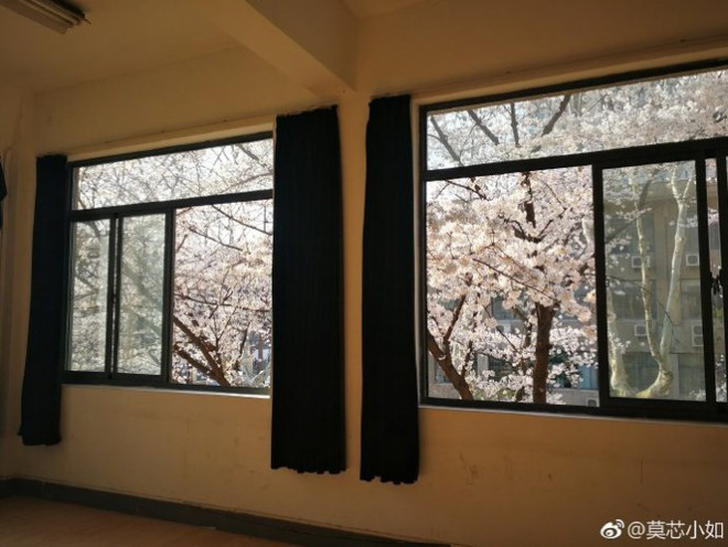 “Lớp học hoa anh đào” đẹp như phim trường hot nhất mạng xã hội - 9