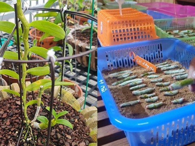 Thị trường - Tiêu dùng - Chủ vườn hé lộ nhiều thông tin thương vụ mua bán Ngọc Sơn Cước 250 tỷ