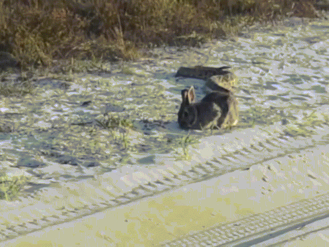 Video: Rắn đuôi chuông lớn nhất thế giới tấn công thỏ từ phía sau, kết cục ra sao?