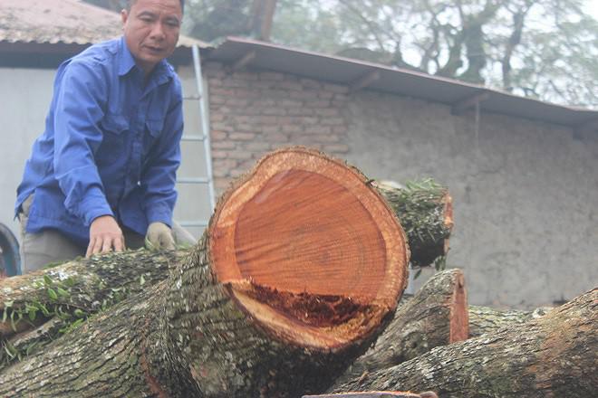 Giá trị lô gỗ sưa đã hụt mất khoảng 40 tỷ đồng.