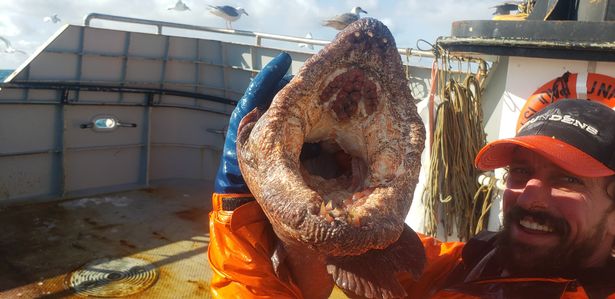 Ngư dân bắt được lươn quái vật với bộ hàm sắc như dao cạo Ngu-dan-bat-duoc-luon-quai-vat-voi-bo-ham-sac-nhu-dao-cao-rang-2-1616465300-987-width615height299