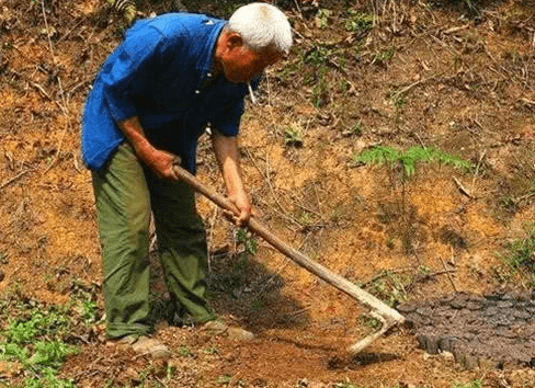 Ảnh minh hoạ lão nông tình cờ đào được kho vàng.