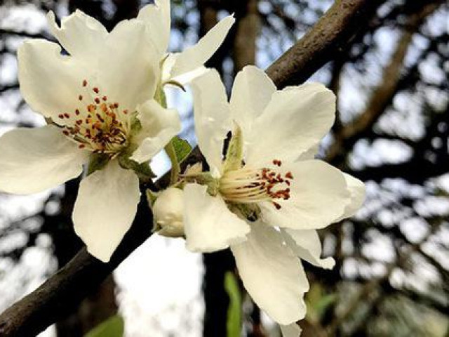 Thị trường - Tiêu dùng - Hoa táo mèo rầm rập "chạy" từ vùng núi Tây Bắc xuống Hà Nội bán không kịp trở tay