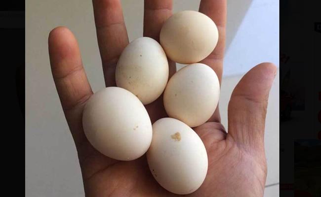 Loại gà này có sức đề kháng tốt, “sai” trứng với mỗi lứa từ 13-15 quả.
