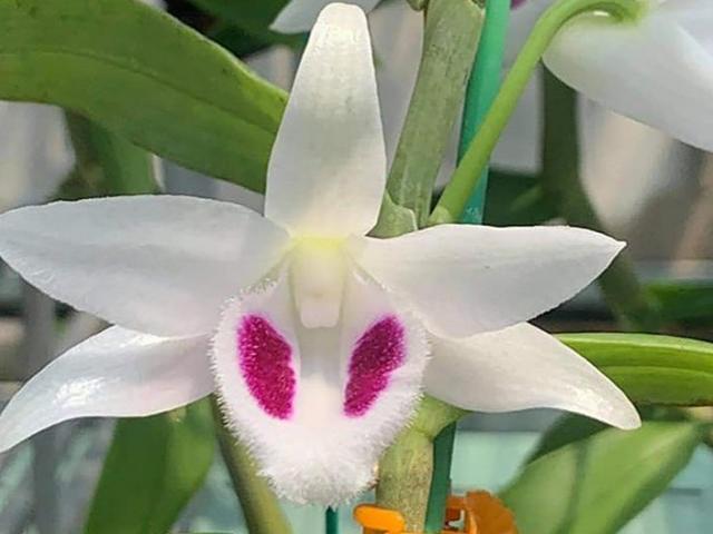 Media - Lan đột biến “Ngọc Sơn Cước” 250 tỉ đồng: Vụ mua bán là có thật!