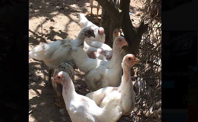 Một chủ trang trại ở Khánh Hòa - người sở hữu hơn chục giống gà cổ thuần Việt còn nuôi được một đàn gà rừng đột biến gen cực kỳ quý hiếm.
