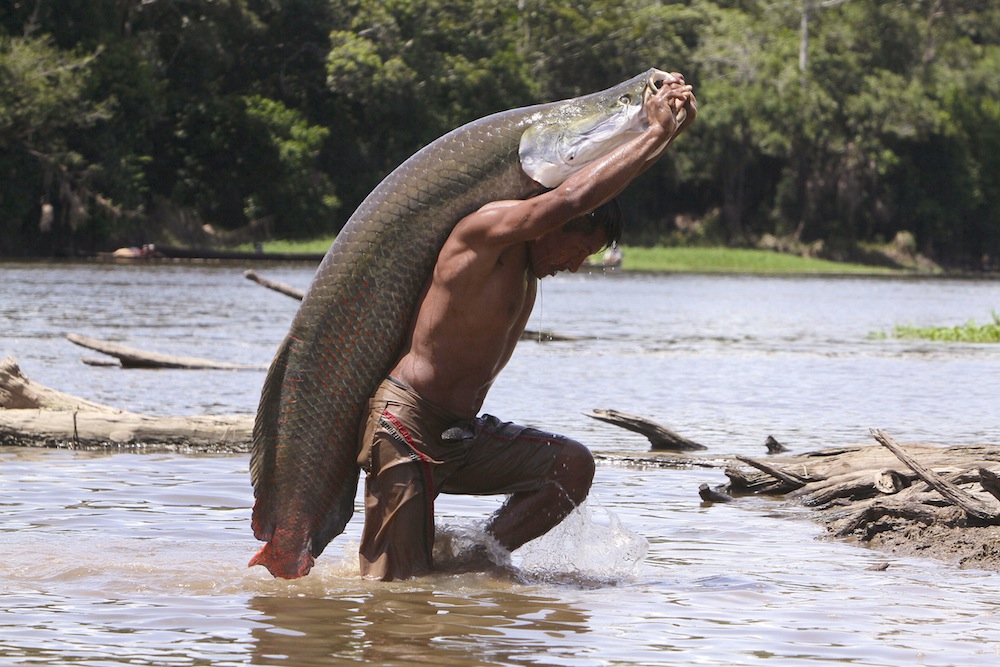 Loài thuỷ quái khổng lồ vùng Amazon có lớp vảy như áo giáp chống đạn - 3