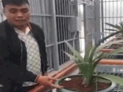 Tin tức trong ngày - Lan đột biến “Ngọc Sơn Cước” 250 tỉ đồng: Vụ mua bán là có thật!