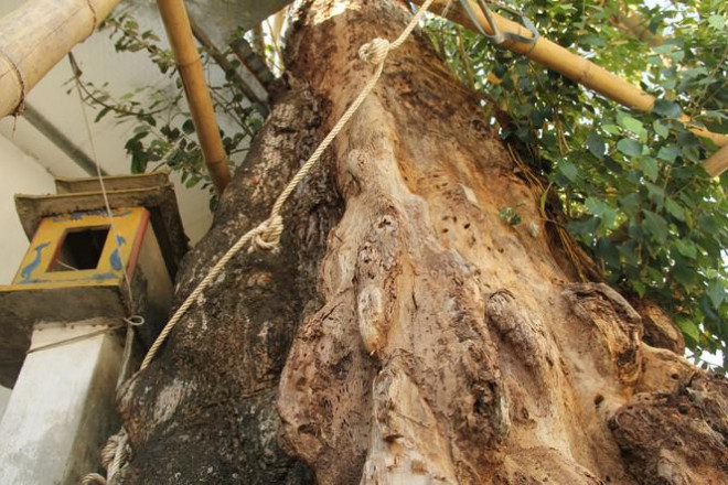 &nbsp;Thân cây gạo ba người ôm không xuể.