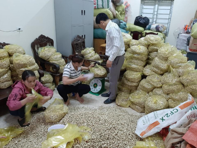 Thị trường - Tiêu dùng - Giá chạm đáy, hàng trăm hecta hành ở Nghệ An chịu phận nằm ruộng