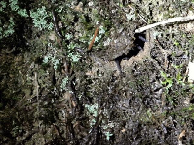 Media - Phát hoảng với nhện cửa sập khổng lồ ở Malaysia