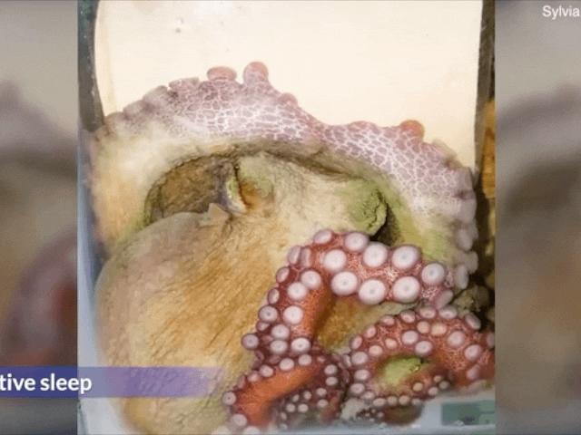 Thế giới - Phát hiện bạch tuộc sở hữu "năng lực" đặc biệt giống hệt như người