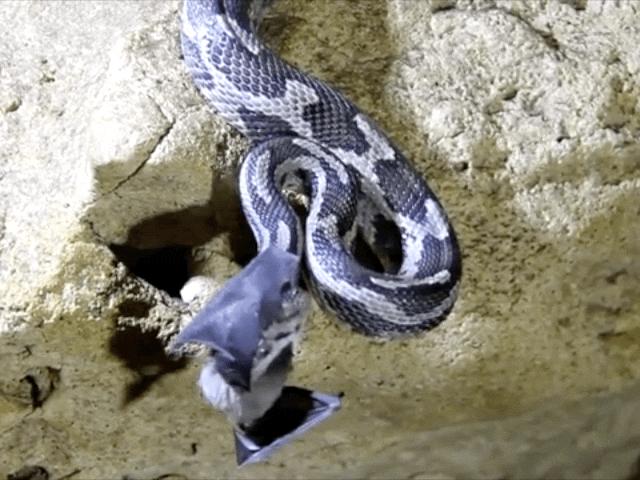 Thế giới - Video: Ngỡ ngàng rắn dùng phương pháp săn mồi chưa từng thấy để bắt dơi