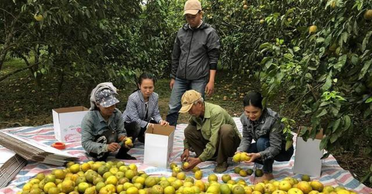 Thị trường - Tiêu dùng - Chính quyền vào cuộc giải cứu 2.000 tấn cam Phủ Quỳ giá 5.000 đồng/kg