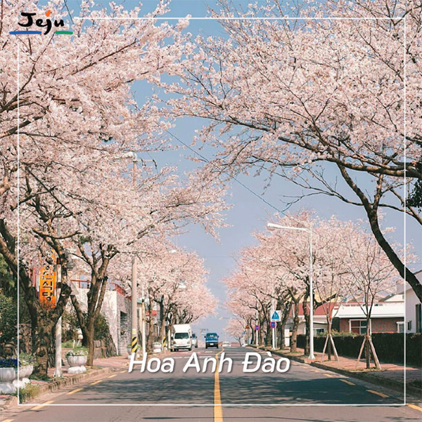 Cung đường hoa anh đào mùa xuân tại Jeju