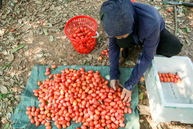 Người dân Hà Nội bội thu cả trăm triệu đồng mùa nhót chín Người dân Hà Nội bội thu cả trăm triệu đồng mùa nhót chín
