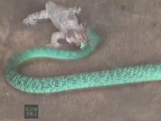 Media - Tắc kè cụt đuôi tung đòn cực hiểm khiến rắn độc "khóc dở mếu dở"