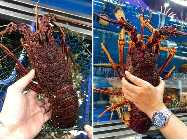 Thị trường - Tiêu dùng - Tôm hùng đỏ Úc có gì đặc biệt mà 10 triệu đồng/con đại gia "mua vội"?