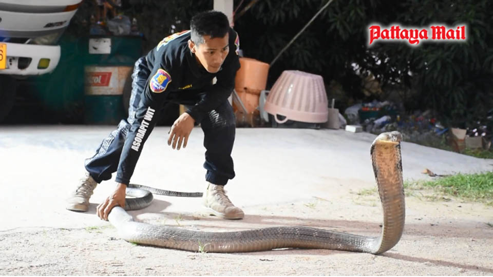 Con rắn "khủng" trốn trong gầm xe tải được lôi ra. Ảnh: Pattaya Mail