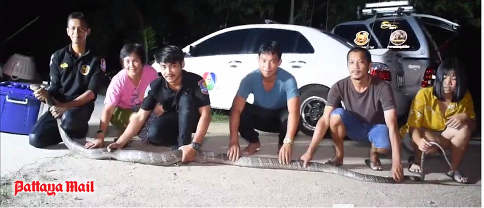 Con rắn hổ mang chúa dài hơn 4 mét, nặng 15 kg bị khuất phục ở Thái Lan. Ảnh: Pattaya Mail