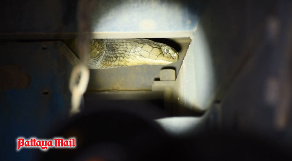 Chật vật bắt hổ mang chúa dài hơn 4 mét - 2