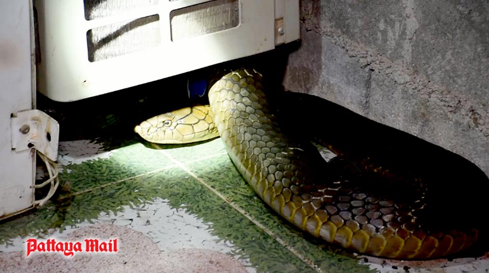 Chật vật bắt hổ mang chúa dài hơn 4 mét - 4