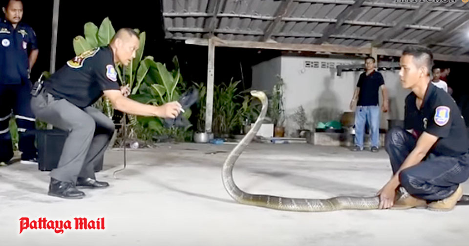 Nhóm Nattapol bắt cặp rắn hổ mang chúa hôm 22/3. Ảnh: Pattaya Mail