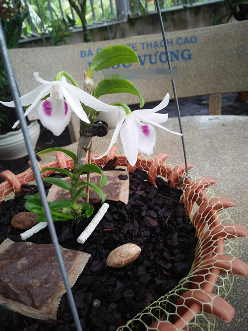 Nghệ nhân Nguyễn Ngọc Vương và con đường từ khó khăn đến thành công với lan rừng - 4