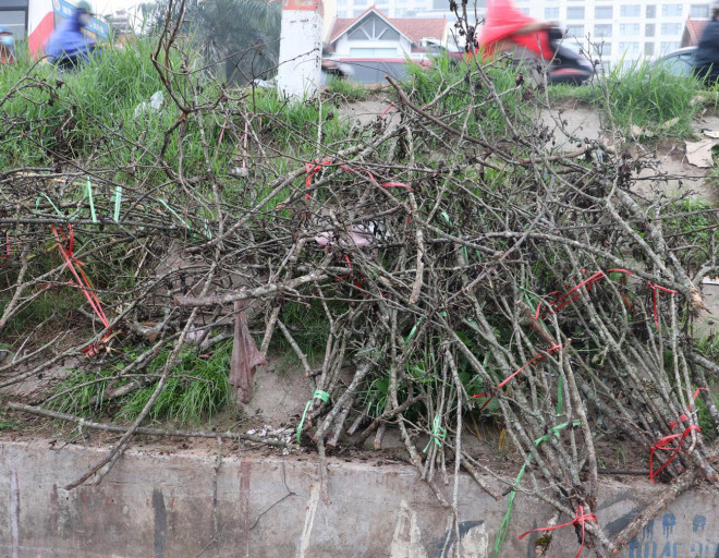 Chia sẻ với chúng tôi, anh Nguyễn Văn Đức trú tại đường Âu Cơ nói: "Khoảng hơn 10 ngày nay, các tiểu thương bắt đầu vứt bỏ hoa lê và chất thành từng đống như thế này".