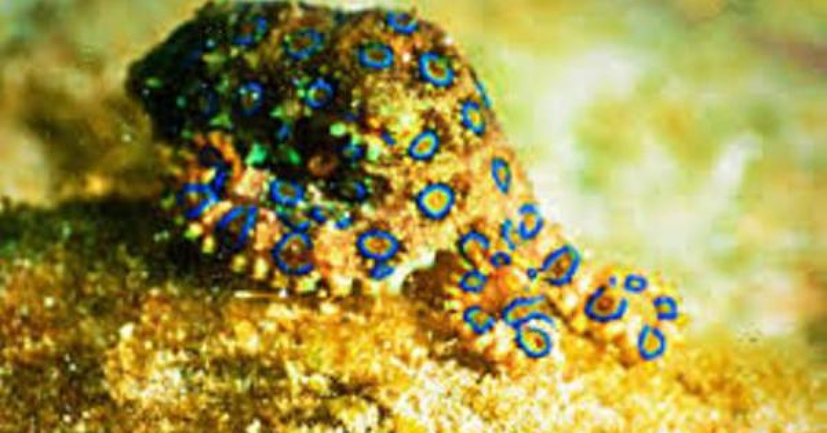 Sức khỏe đời sống - Những “tử thần” đến từ đại dương