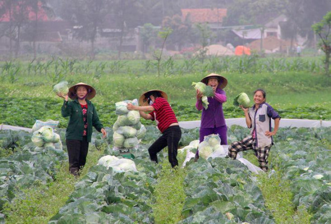 Nông dân phấn khởi khi giá rau cao trở lại.