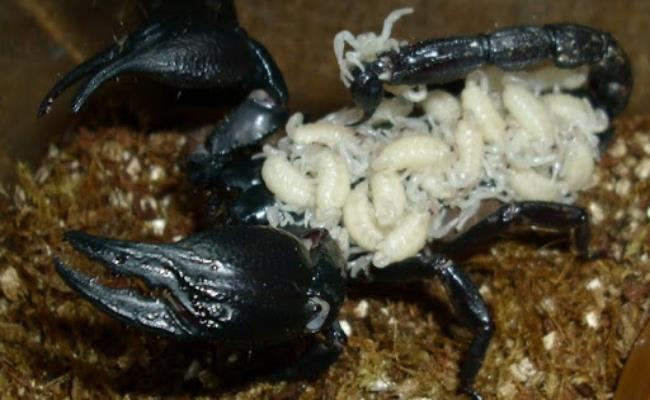 1 kg bọ cap có trung bình từ 90 – 110 con. Bọ cạp con mới đẻ nuôi đến hơn 2 tháng là đã có thể xuất thịt thương phẩm.
