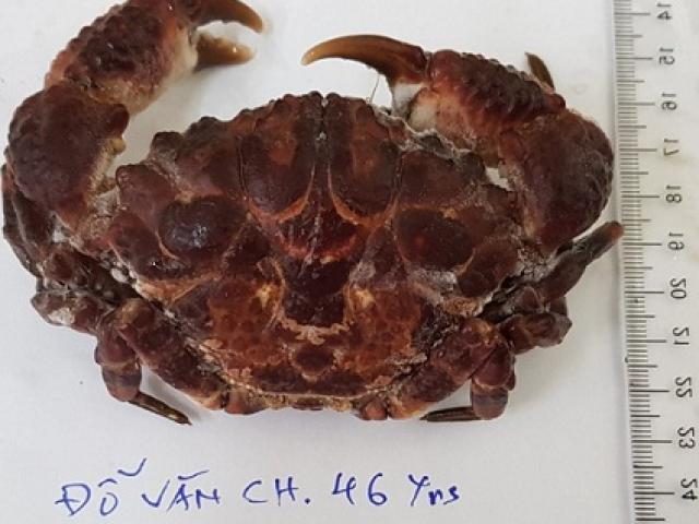 Sức khỏe đời sống - Ăn cua mặt quỷ, một người đàn ông bị ngừng tim, nguy kịch