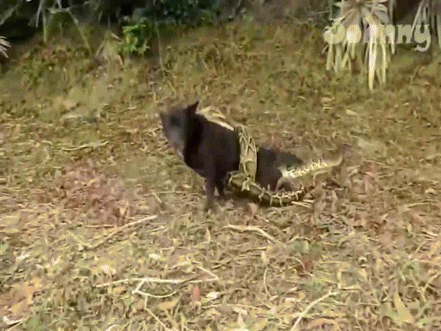 Phi thường - kỳ quặc - Video: Tí tởn "chọc ghẹo" trăn "khổng lồ", chó đen suýt đi "chầu Diêm Vương"