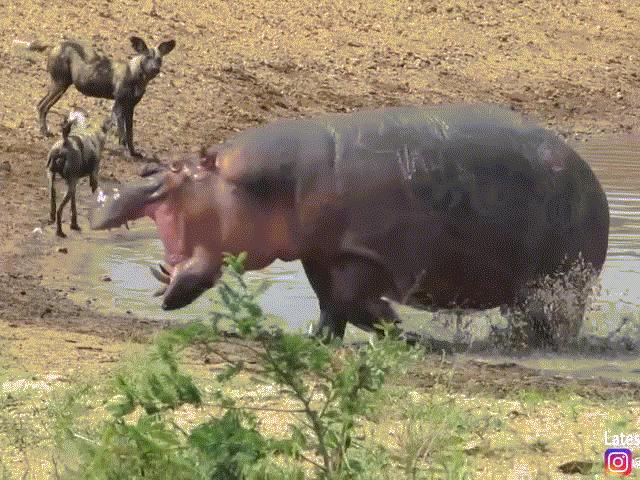 Phi thường - kỳ quặc - Video: Hà mã ra tay cứu linh dương khỏi đàn chó hoang, không ngờ lại đẩy con vật vào "cửa tử"