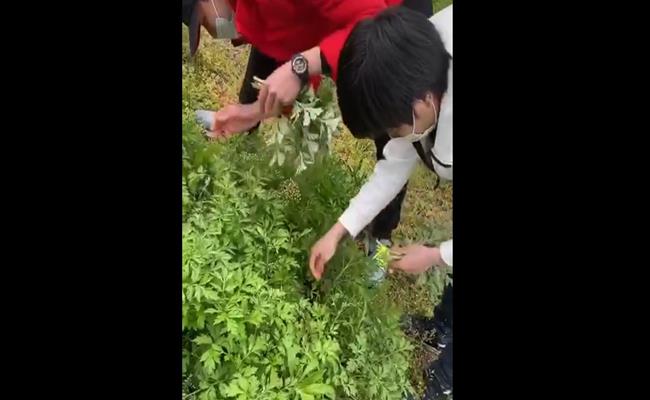  Không chỉ có ngải cứu, hội người Việt tại Nhật còn kiếm được hàng loạt loại rau tươi ngon như khác như cải mèo, cải xoong hay rau má về đổi bữa mà không mất đồng nào.
